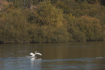 Swan taking flight over calm river