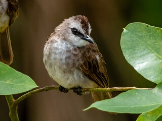 Yellow-vented Bulbul in Borneo, Malaysia