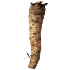 Close-up of a brown horseradish root isolated on a white background, showcasing its texture and natural form.
