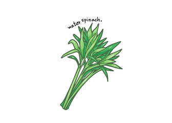 Water spinach vector on isolated white background, eating foods to keep you from being overweight, weight loss, healthy food, vegetarian, high fiber food for a healthy digestive system.