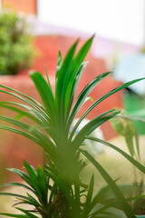 Pandan or Pandanus amaryllifolius, has distinctive fragrant leaves. The leaves are an important component in Indonesian and Southeast Asian cooking traditions in general