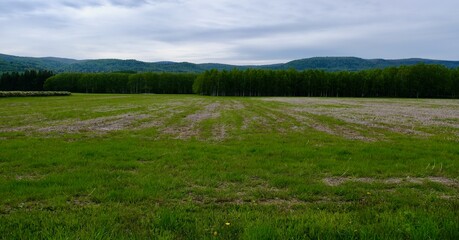 【北海道】白樺林（美深）