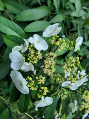 Pristine Petals: Up-Close With Hydrangea Chinensis - Nature's Ivory Embellishments Amidst Verdant Foliage