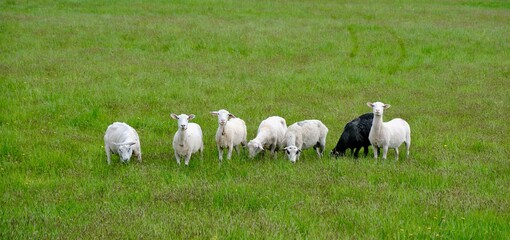 Obraz premium 【北海道】牧場の刈りたてのヒツジ（美深）