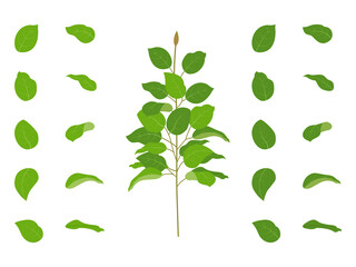 レモンリーフの枝と葉