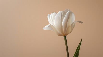 Fototapeta premium Single tulip in soft focus, minimalist floral composition, neutral beige background, soft lighting, elegant and serene atmosphere