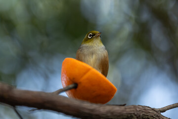 Silvereye Bird Feeding in the Garden in New Zealand
