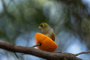 Silvereye Bird Feeding in the Garden in New Zealand