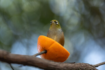 Silvereye Bird on a Branch