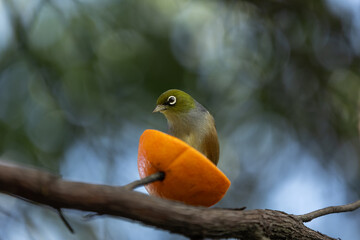 Silvereye Bird Feeding in the Garden in New Zealand