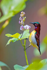 Fototapeta premium Exquisite Bird Photography: Premium High-Resolution Stock Photos of Diverse Bird Species in Their Natural Habitats. Capturing Stunning Flight Shots, Close-Up Portraits, and Unique Behaviors. 