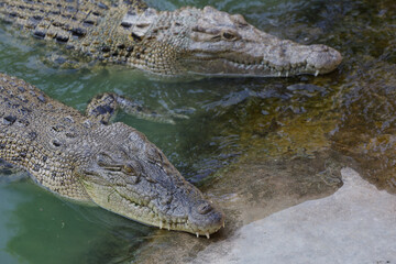 The salt crocodile swimming on the river near canal
