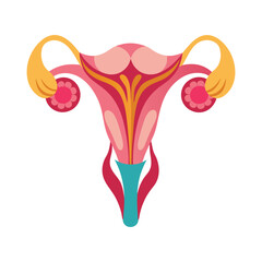 illustration of female reproductive system