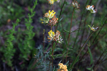 Closeup of common kidneyvetch flower (Anthyllis vulneraria)
