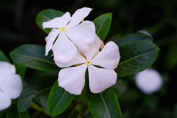 Nature Photography of White Vinca Flower or known as Tapak Dara flower in Indonesia. Textured Details of beautiful and exotic Plants in the wild. Graphic Resources. Botanical Photography. Plants Close