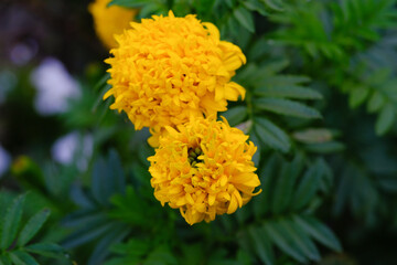 Beauty and fresh of Yellow Chrysanthemum Flowers in Indonesia. Textured Details of beautiful and exotic Plants in the wild. Graphic Resources. Botanical Photography. Plants Close-up. Nature Photograph