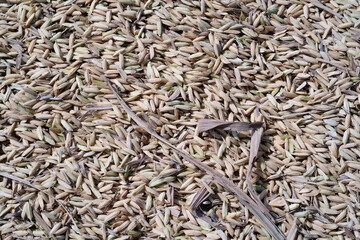 Textured Background of Rice grain unprocessed. Rice grain is dried under the sun before being processed. Agriculture Business. Agricultural industry. Wallpaper Backgrounds. Detail of Rice grain textur