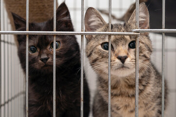 Kitten in a cage in a shelter. Сats in a veterinary clinic. The cat is waiting for adoption