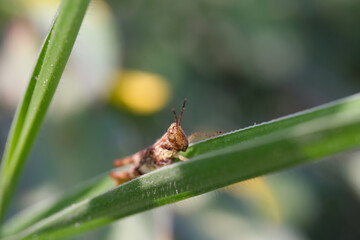 Nature Photography of brown grasshopper baby perched in the middle of the weeds. Macro of beautiful and exotic animals in the wild. Graphic Resources. Animal Close-up. Animal Camouflage