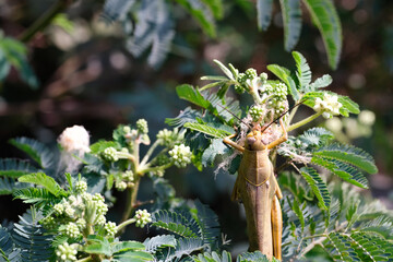 Nature Photography of Giant leafhopper or Phyllium fulchrifolium camouflaged among the leaves. Macro of beautiful and exotic animals in the wild. Graphic Resources. Animal Close-up. Animal Behavior