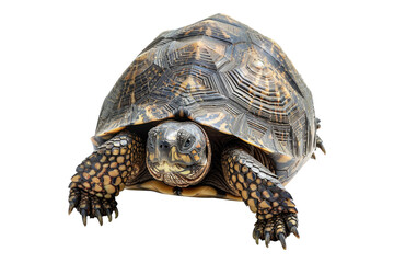 Fototapeta premium Turtle isolated on white background