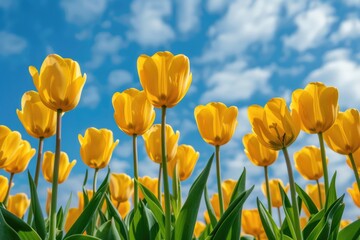 Fototapeta premium Field of yellow tulips against blue sky