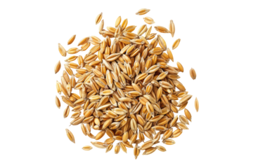 Wheat grain isolated on transparent background