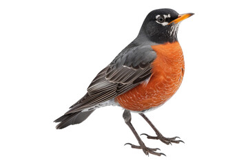 Wild american robin bird isolated on transparent background