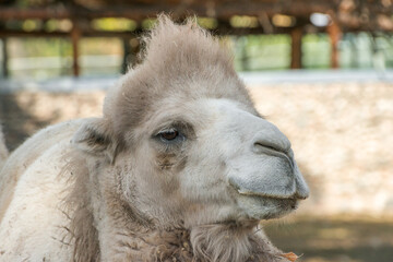 Fototapeta premium Head of a camel close up photo. High detalization, focus on eyes
