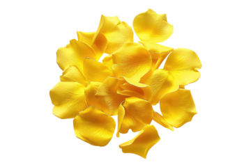Yellow rose petal isolated on transparent background