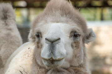 Obraz premium Head of a camel close up photo. High detalization, focus on eyes.