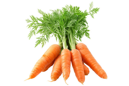 Fresh Chantenay carrot with green leaves isolated on a white background.