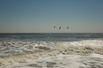 Group of pelicans flying above ocean waves blue sky