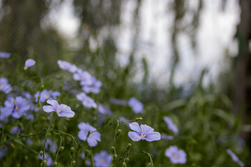 Close-up of purple wildflowers in a field with a blurred background