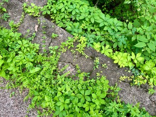 A lush garden with a variety of green plants growing around concrete