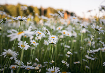 White daisies blooming on field © Cavan