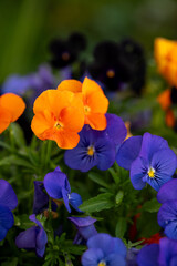 Orange and purple pansies in vibrant bloom, lush green background