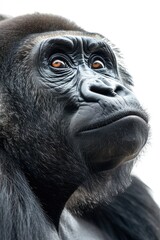Close-up portrait of a gorilla against white backdrop.