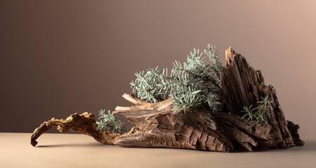 Nature scene with a composition of lavender and dry snags.