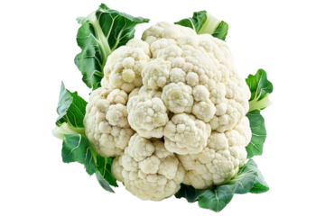 Fresh white cauliflower with leaves isolated on a white background.