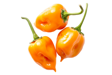 Orange Habanero chili pepper isolated on a white background.