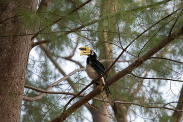 Great Hornbill in the Jungle in Tropical Wildlife
