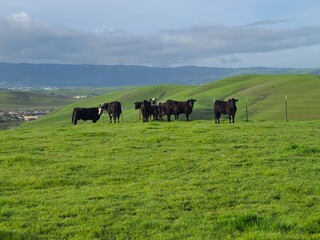 Cows grazing in the East Bay hills near San Ramon, California