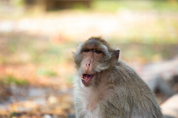 Portrait of monkey. Close-up monkeys have a rest