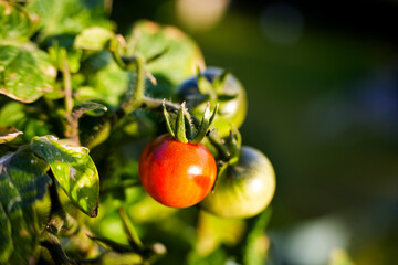Tomato plant in a flower pot on the balcony of a flat