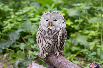 Ural owl on a log in summer forest (Strix uralensis)