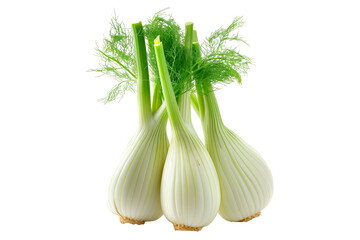 Fresh green fennel bulbs with fronds isolated on a white background.