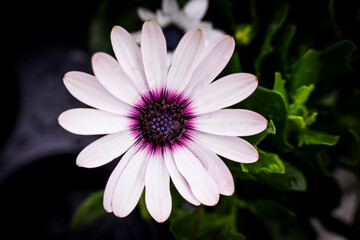 Obraz premium Concept photo of daisies in the garden
