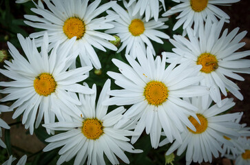 Obraz premium Concept photo of daisies in the garden