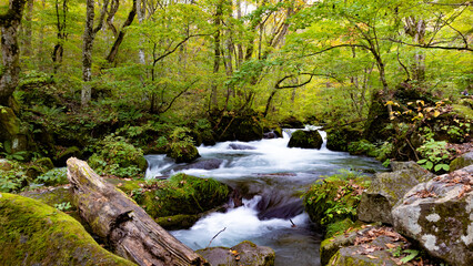 Obraz premium 奥入瀬渓流 